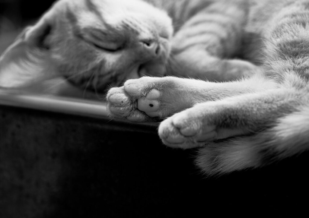 lazy sustainability