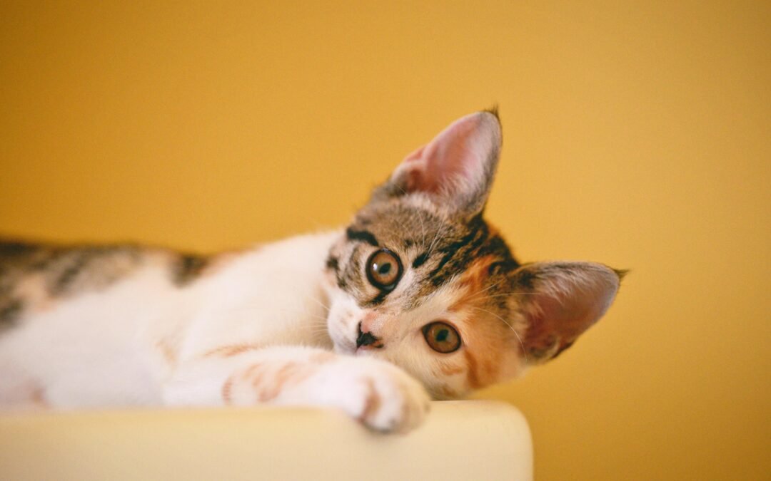 Decoding Pets: Their Existential Crises