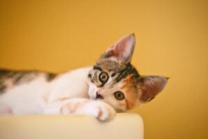 decoding pets