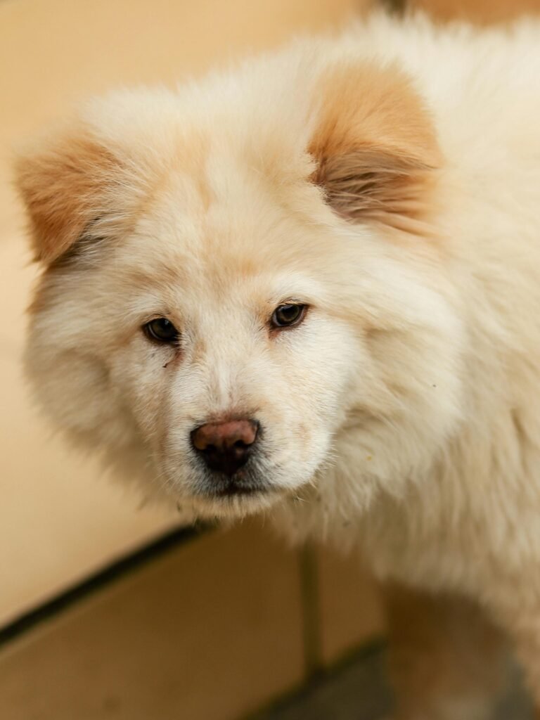 decoding pets
