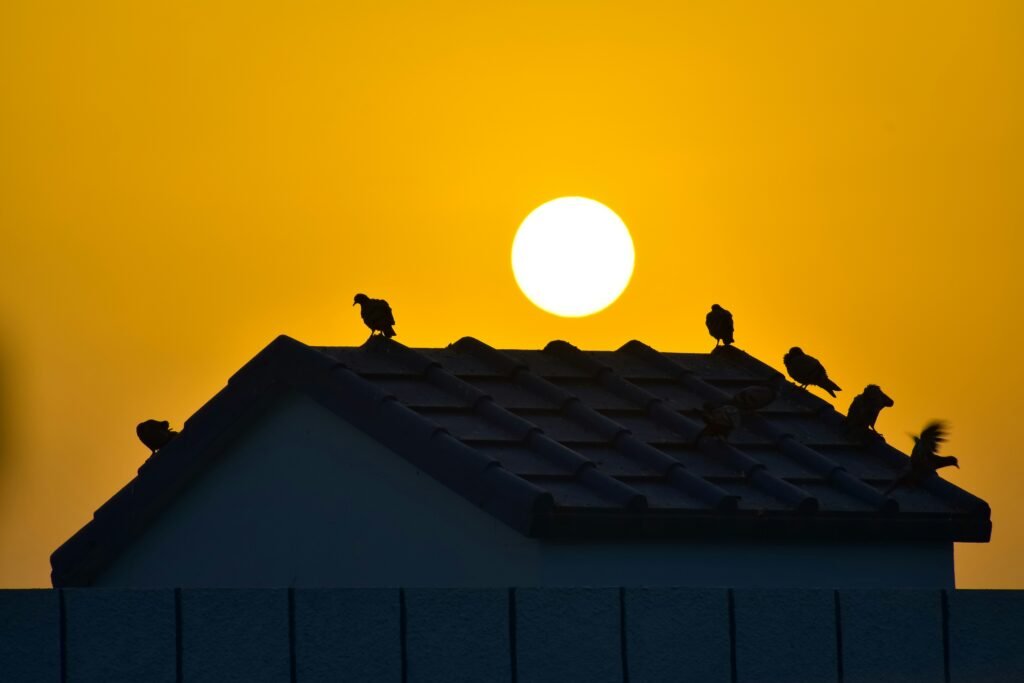 ruminations of a pigeon