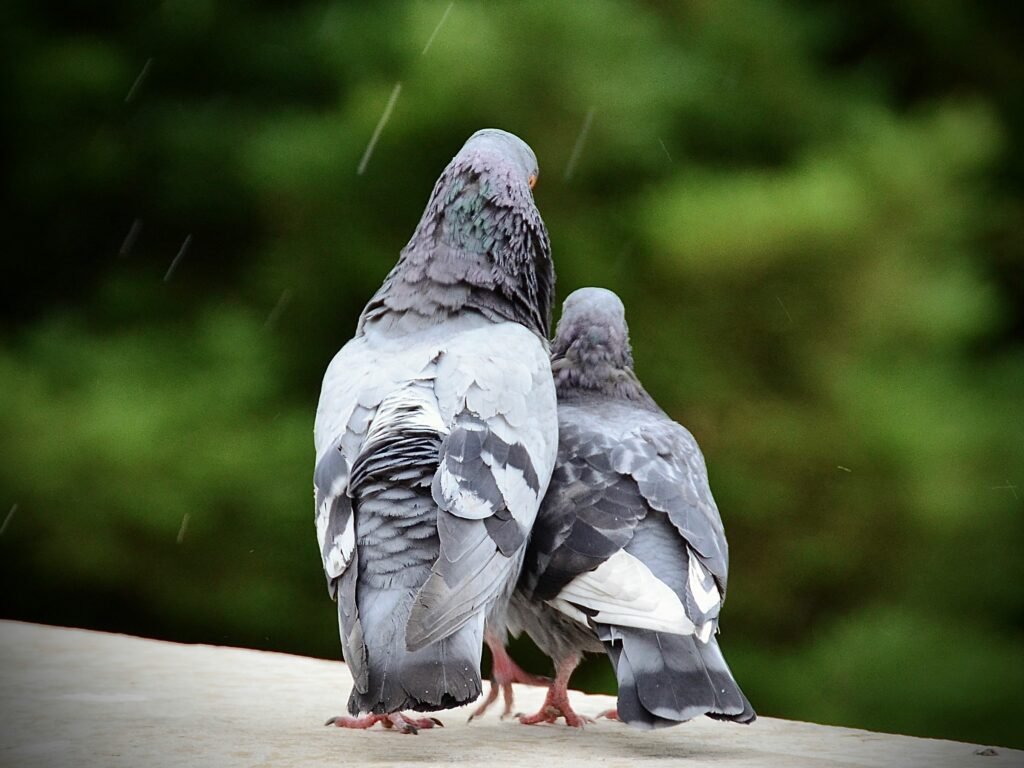 ruminations of a pigeon