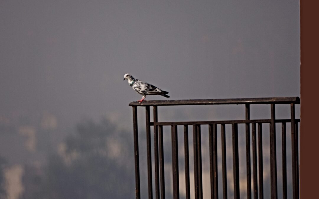 Ruminations of a Pigeon on a Balcony – Rummaging Philosophy