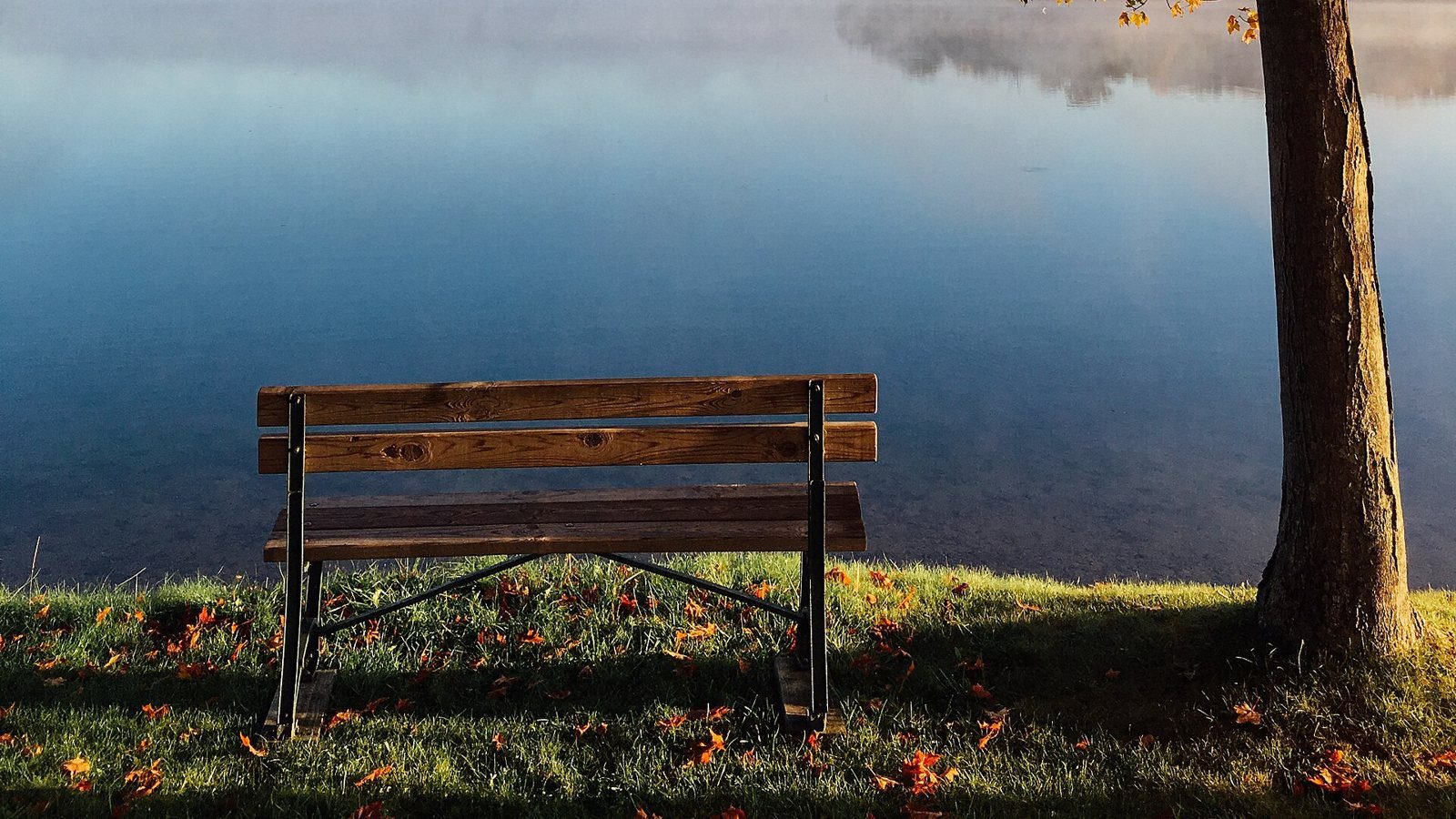 Empty wooden bench beneath an autumn tree beside a misty lake.